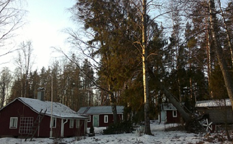 Myrskypuiden raivaus